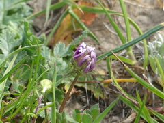 Trifolium barbigerum