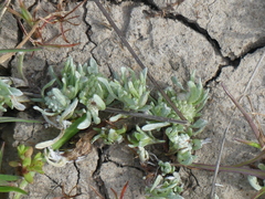 Psilocarphus oregonus