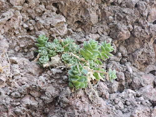 Sedum ebracteatum