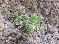 Sedum ebracteatum