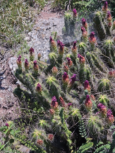 Echinocereus cinerascens