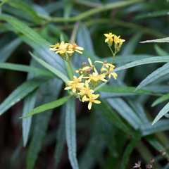 Senecio linearifolius