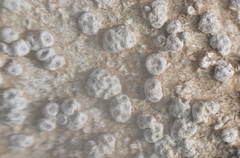 Pertusaria plittiana