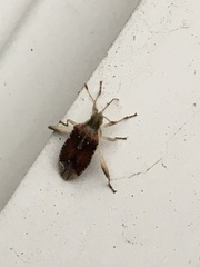 Harmostes fraterculus