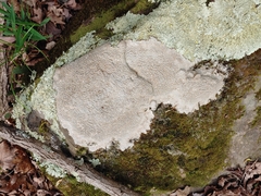 Pertusaria plittiana