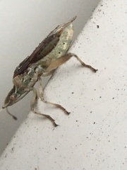 Harmostes fraterculus