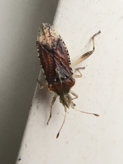 Harmostes fraterculus