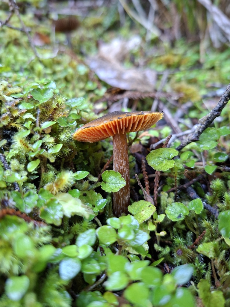 Hygrocybe astatogala · April 2026 · photo: © tassietravelsblog (iNaturalist, cc0)