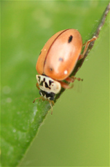 Mulsantina mexicana