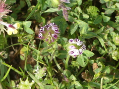 Trifolium barbigerum