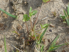 Trifolium barbigerum