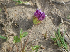 Trifolium barbigerum
