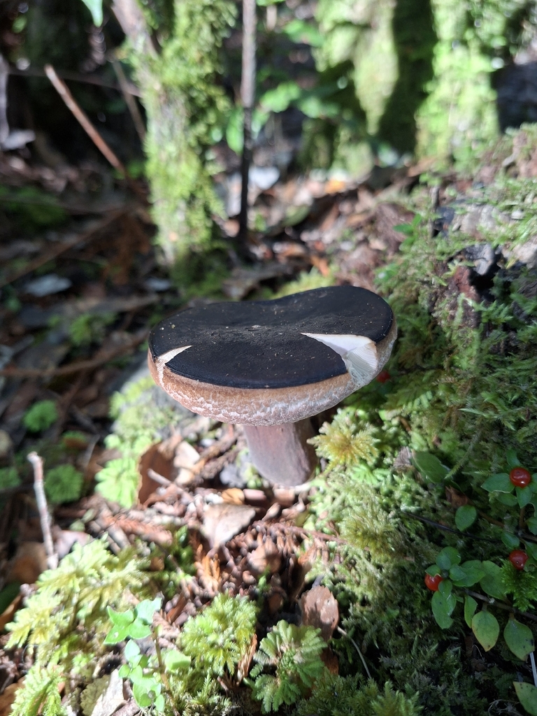 Tylopilus formosus · April 2026 · photo: © tassietravelsblog (iNaturalist, cc0)