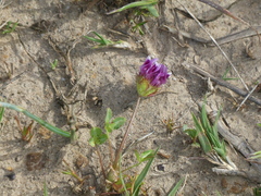 Trifolium barbigerum