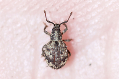 Myosides seriehispidus