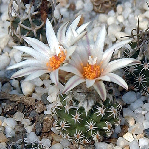 Turbinicarpus schmiedickeanus ssp. dickisoniae