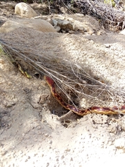 Pituophis vertebralis