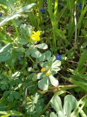 Lotus peregrinus
