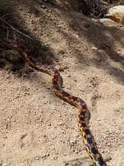 Pituophis vertebralis