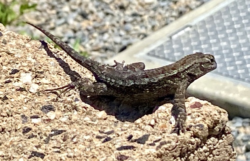 iNaturalist observation photo of Western Fence Lizard