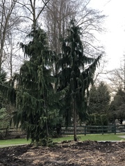 Cupressus nootkatensis