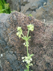 Galium judaicum