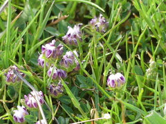 Trifolium barbigerum
