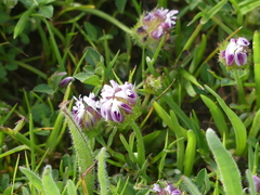 Trifolium barbigerum