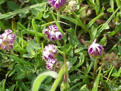 Trifolium barbigerum