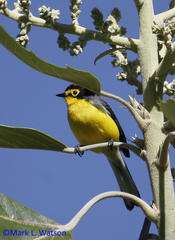 Myioborus melanocephalus