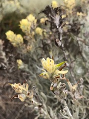 Castilleja hololeuca