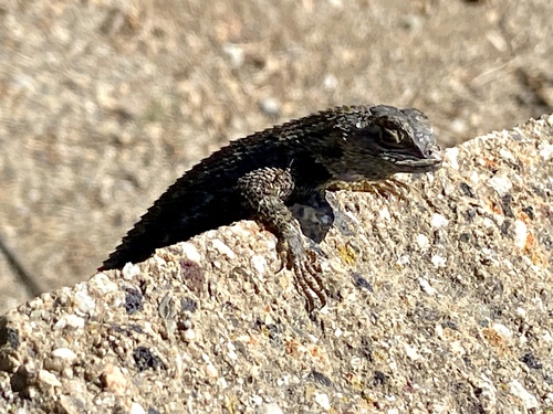iNaturalist observation photo of Western Fence Lizard