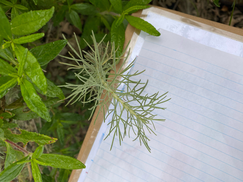 iNaturalist observation photo of California sagebrush