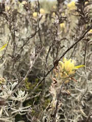 Castilleja hololeuca