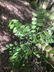 Styphnolobium affine