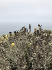 Castilleja hololeuca