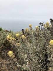 Castilleja hololeuca