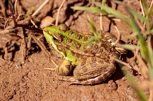Sahara Frog