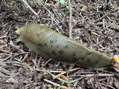Ariolimax columbianus