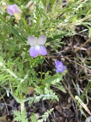 Collinsia sparsiflora