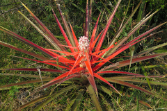 Bromelia balansae