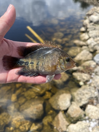 Vieja melanurus