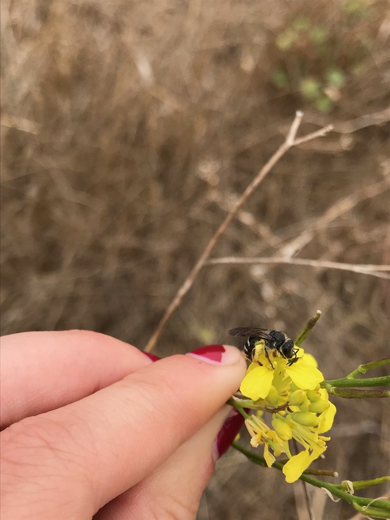Channel Island Sweat Bee