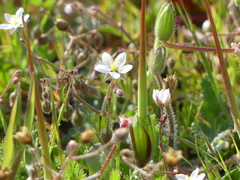Spergula