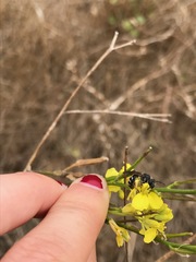 Lasioglossum channelense