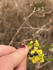 Lasioglossum channelense