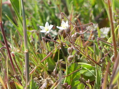 Spergula