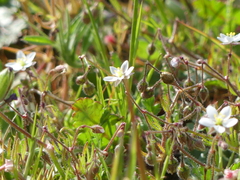 Spergula
