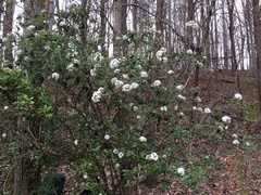 Viburnum × burkwoodii