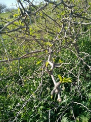 Ziziphus lotus